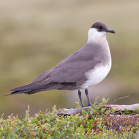 Arctic Skua